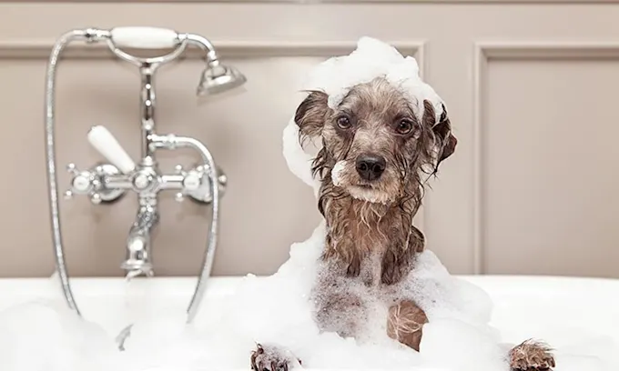 higiene de tu perro
